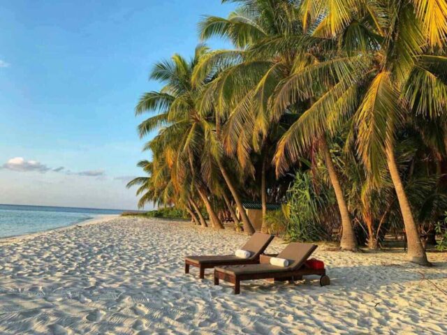 Tropical beach with palm trees and loungers, symbolizing relaxation offered by Greenville Federal Credit Union's Share Savings Account+.