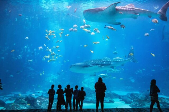 Visitors watch whale sharks and fish in a large aquarium tank, enjoying exclusive Greenville FCU member discounts.