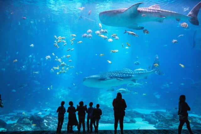 Visitors watch whale sharks and fish in a large aquarium tank, enjoying exclusive Greenville FCU member discounts.